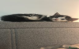 Mixed Breed cats for sale: 2 beautiful kittens ready to go! - Image 5