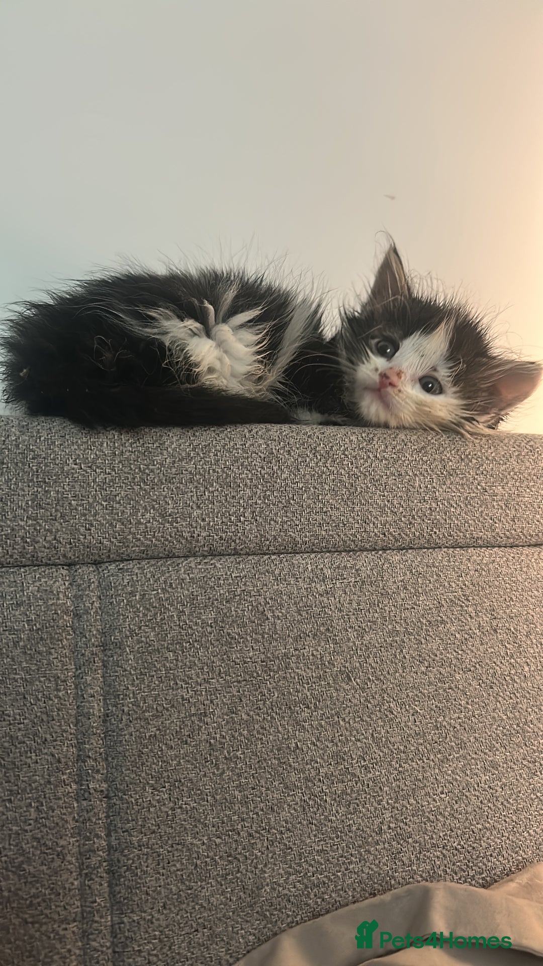 Mixed Breed cats for sale: 2 beautiful kittens ready to go! - Image 5