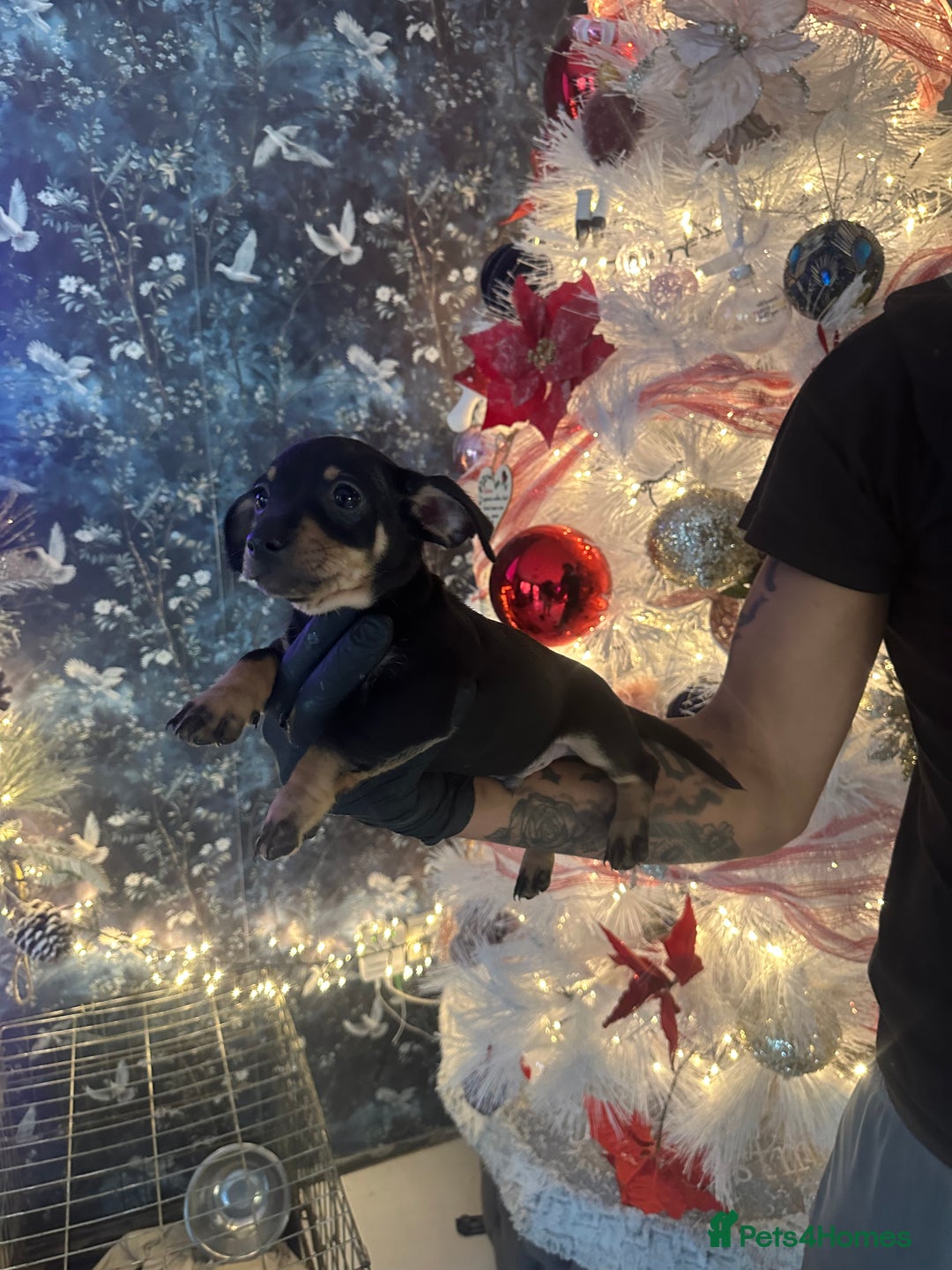 Mixed Breed dogs for sale: Chiwennie puppies  - Advert 13