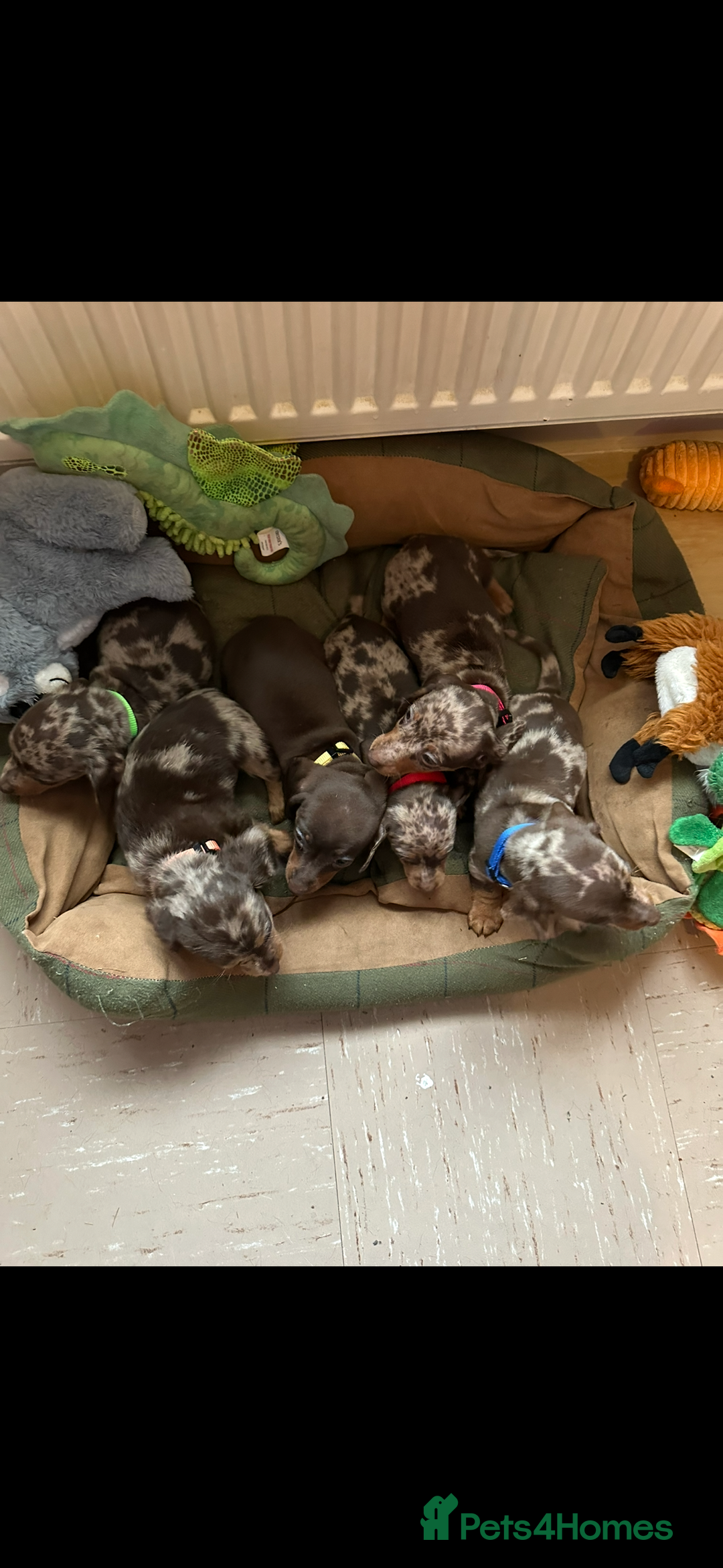 Miniature Dachshund dogs for sale: Miniature dutchound puppies  - Image 2