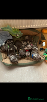 Miniature Dachshund dogs - Advert 10