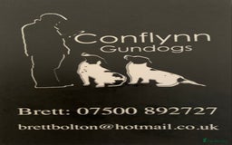 English Springer Spaniel dogs for stud: HEALTH TESTED.FTCH bred stunning springer for stud - Image 7