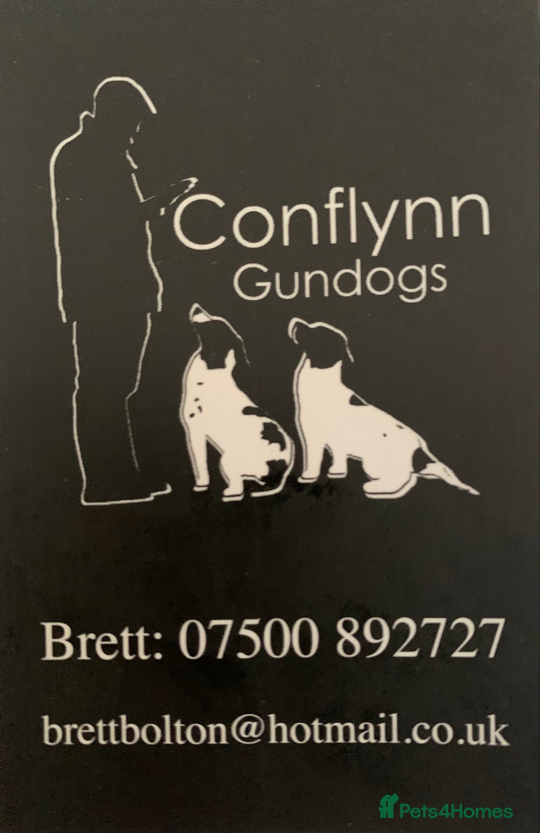 English Springer Spaniel dogs for stud: HEALTH TESTED.FTCH bred stunning springer for stud - Image 7