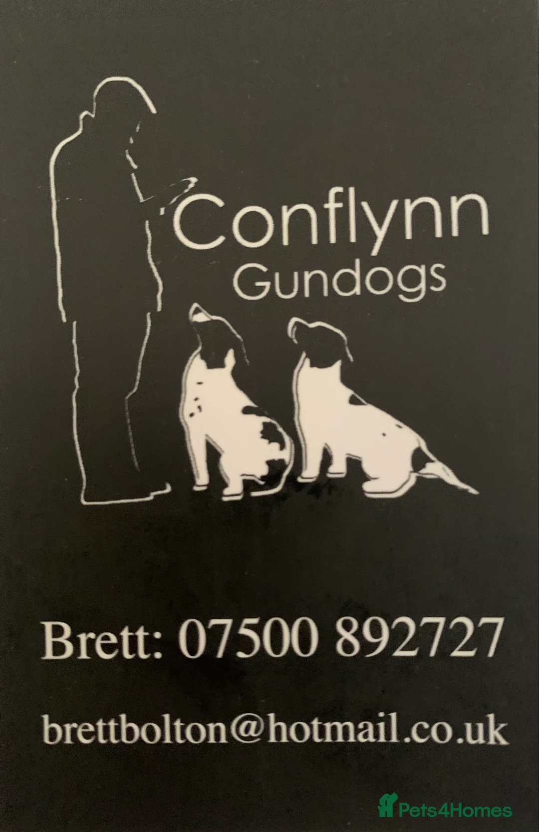 English Springer Spaniel dogs for stud: HEALTH TESTED FTCH bred springers for stud - Advert 3