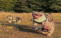 Alapaha Blue Blood Bulldog dogs for sale: Blue Merle with one blue and one green eye Female - Advert 19