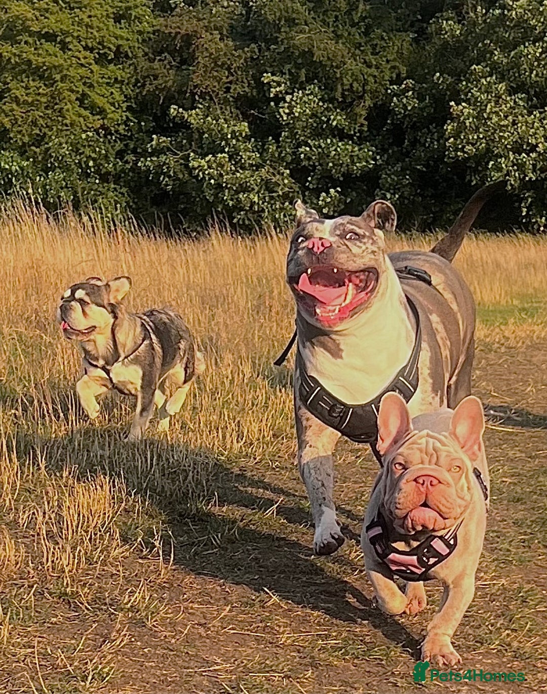 Alapaha Blue Blood Bulldog dogs for sale: Blue Merle with one blue and one green eye Female - Advert 19