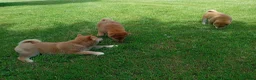 Japanese Shiba Inu dogs for sale: Japanese shiba inu puppies for sale, KC.reg  - Advert 6