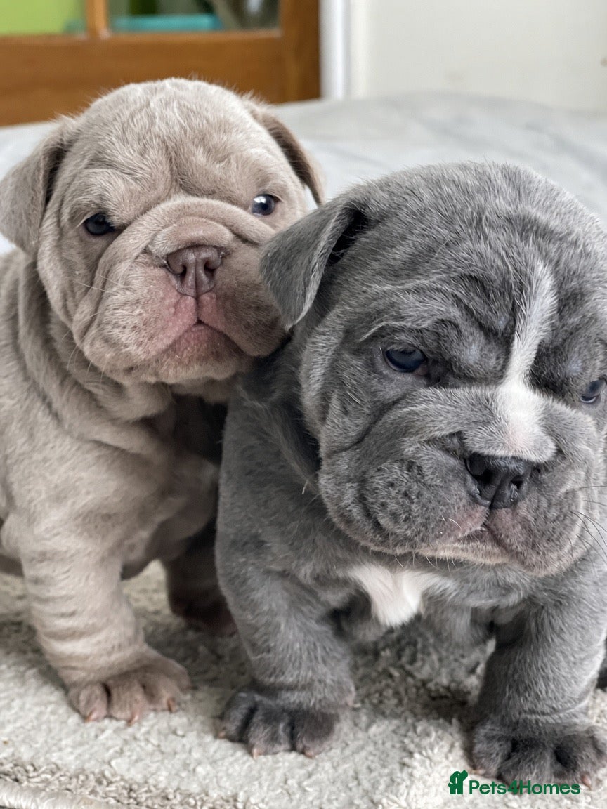 English Bulldog dogs 2 beautiful English Bulldog puppies 🥰🐶 - Advert 1