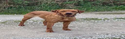 Labrador Retriever dogs for sale: KC registered Health Tested Red Labrador Female in Leek - Advert 4