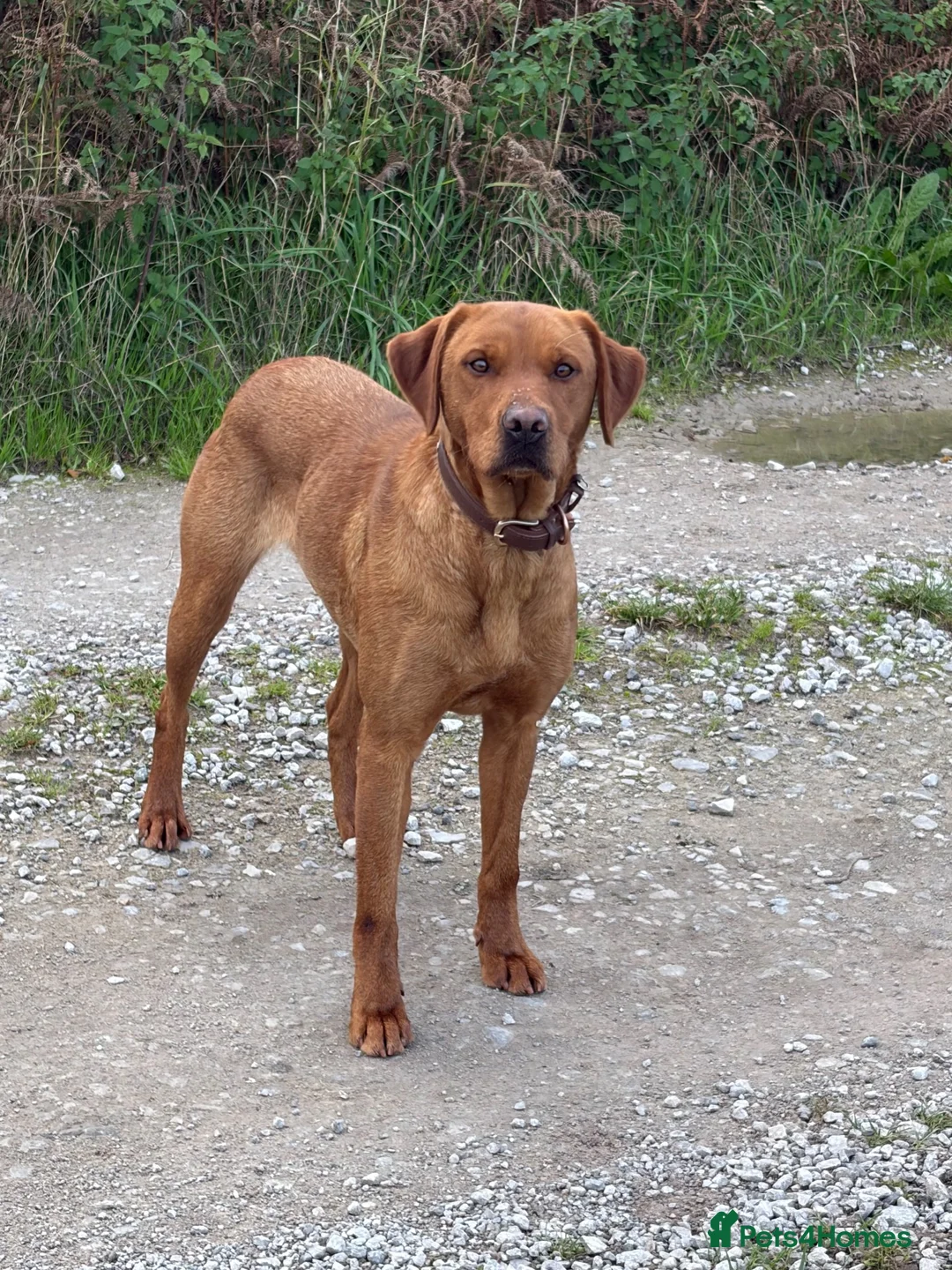Labrador Retriever dogs for sale: KC registered Health Tested Red Labrador Female in Leek - Advert 4