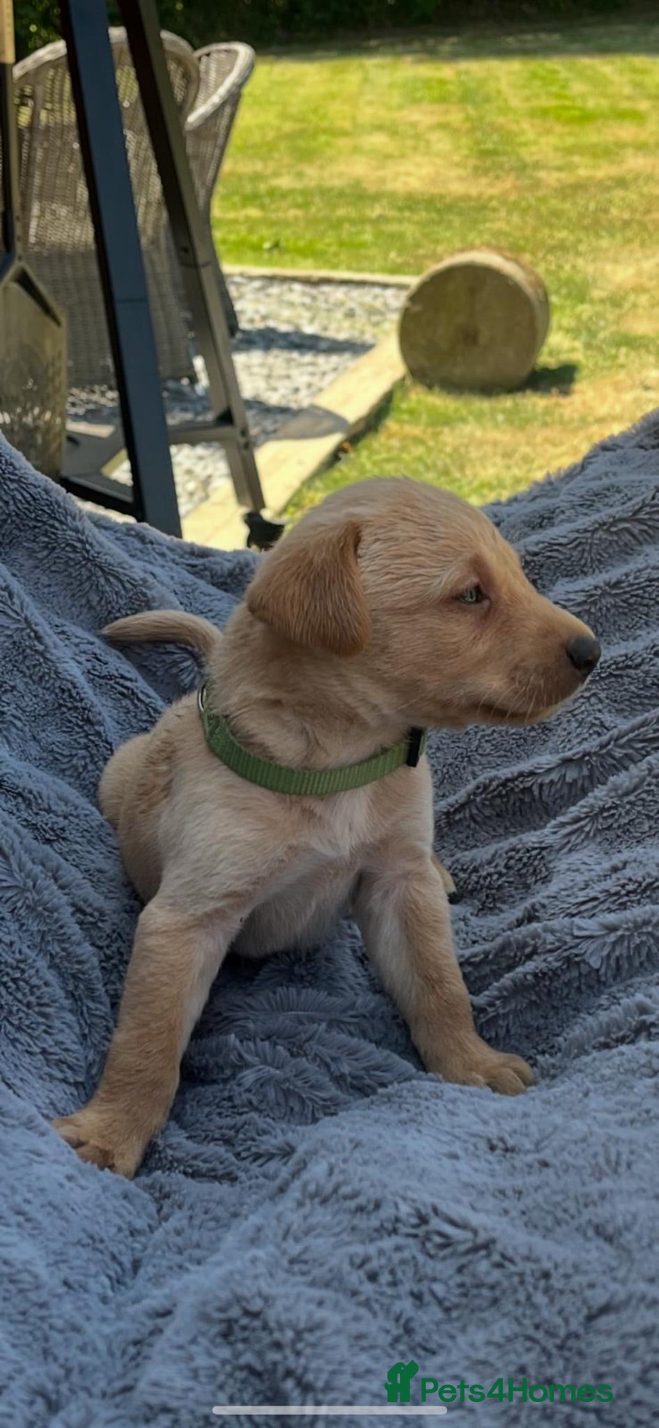 Labrador Retriever dogs Adorable KC Labrador Puppies for Sale - Advert 4