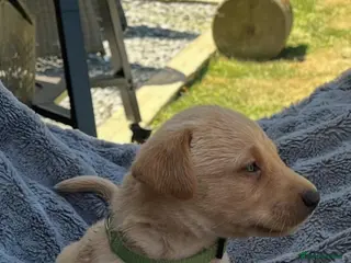 Labrador Retriever dogs Adorable KC Labrador Puppies for Sale - Advert 4