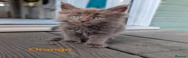 Maine Coon 3