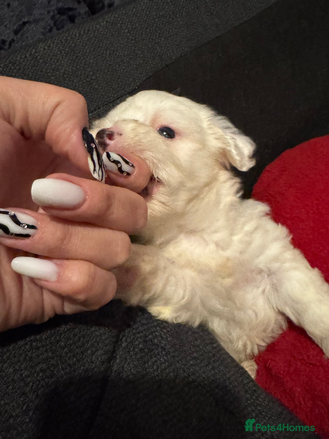 Bichon Frise dogs for sale: Bichon Frise - Advert 6