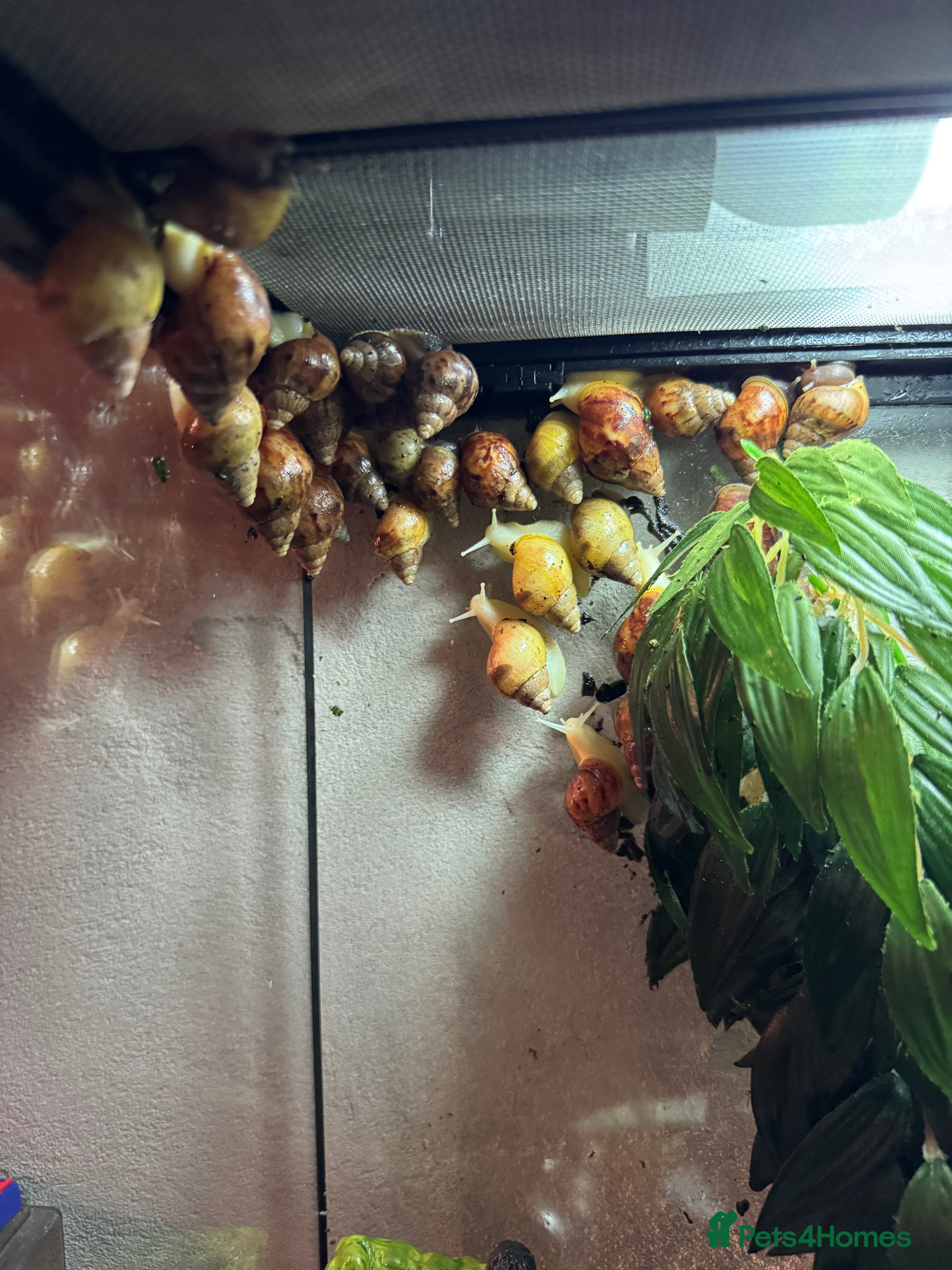 Snails invertebrates Giant African Land Snails - Advert 4