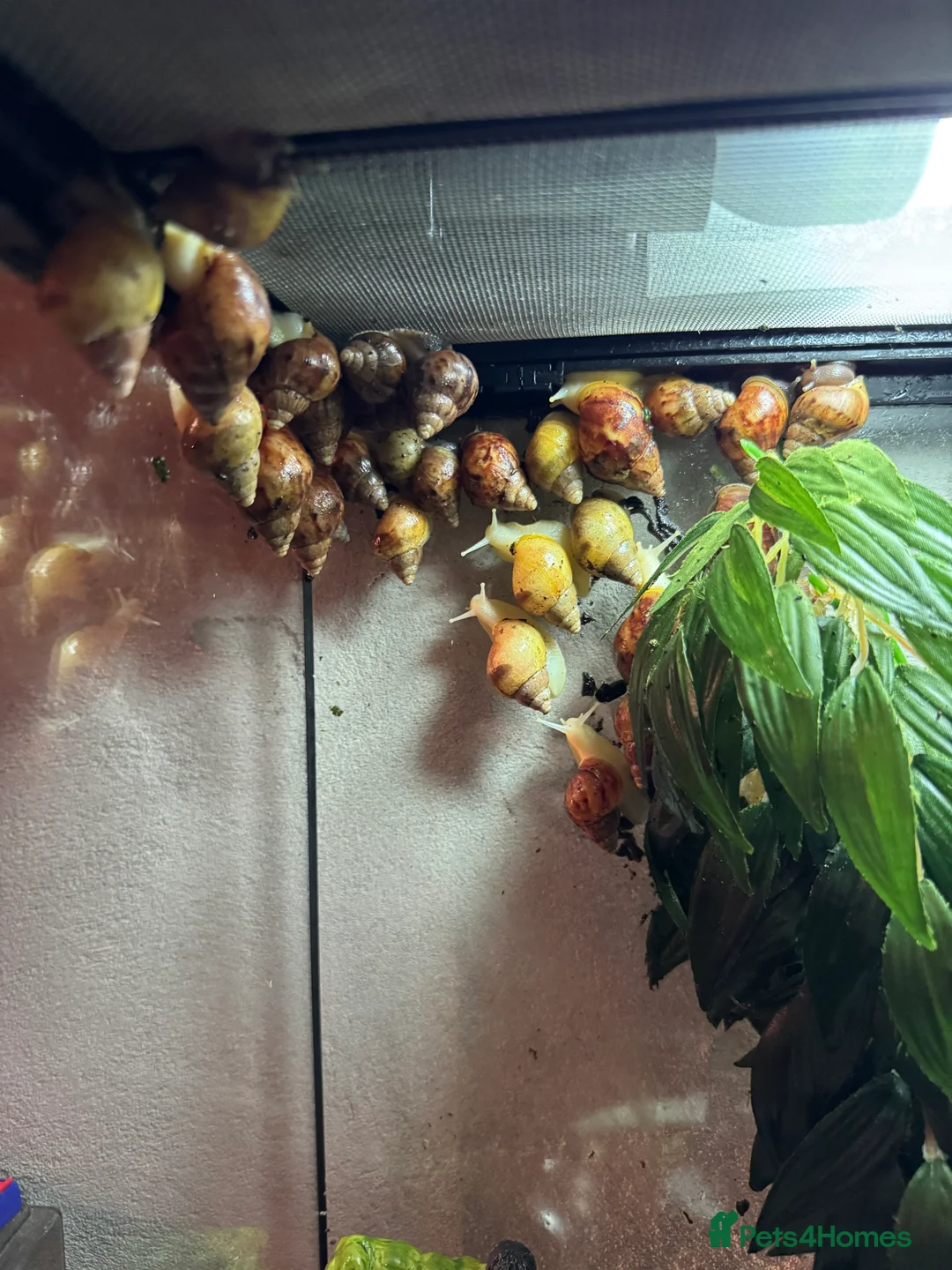Snails invertebrates for sale: Giant African Land Snails - Advert 1