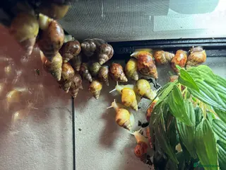 Snails invertebrates Giant African Land Snails - Advert 6