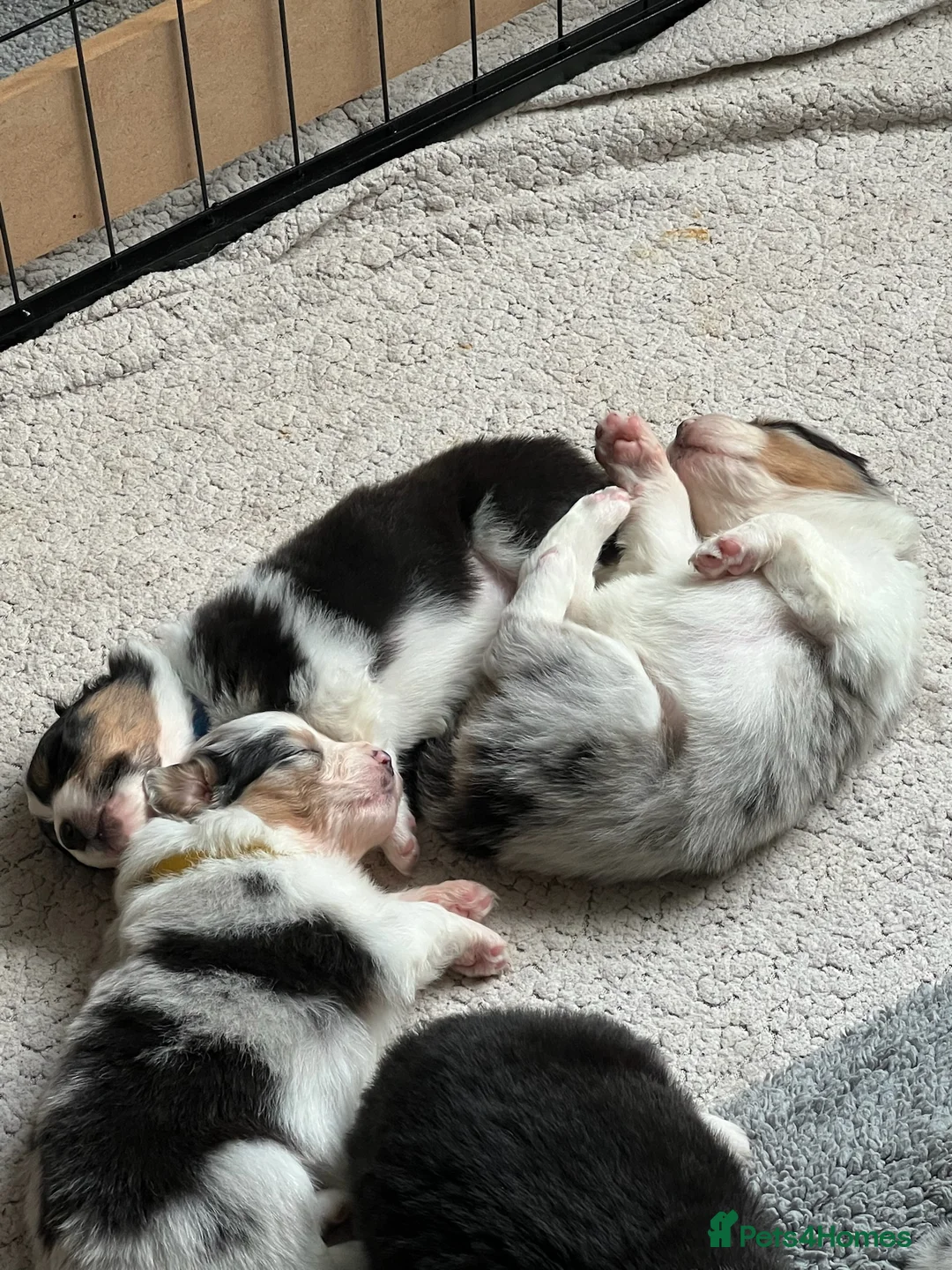 Australian Shepherd dogs for sale: Australian Shepherd puppies KC reg. Merles /Tris - Advert 2