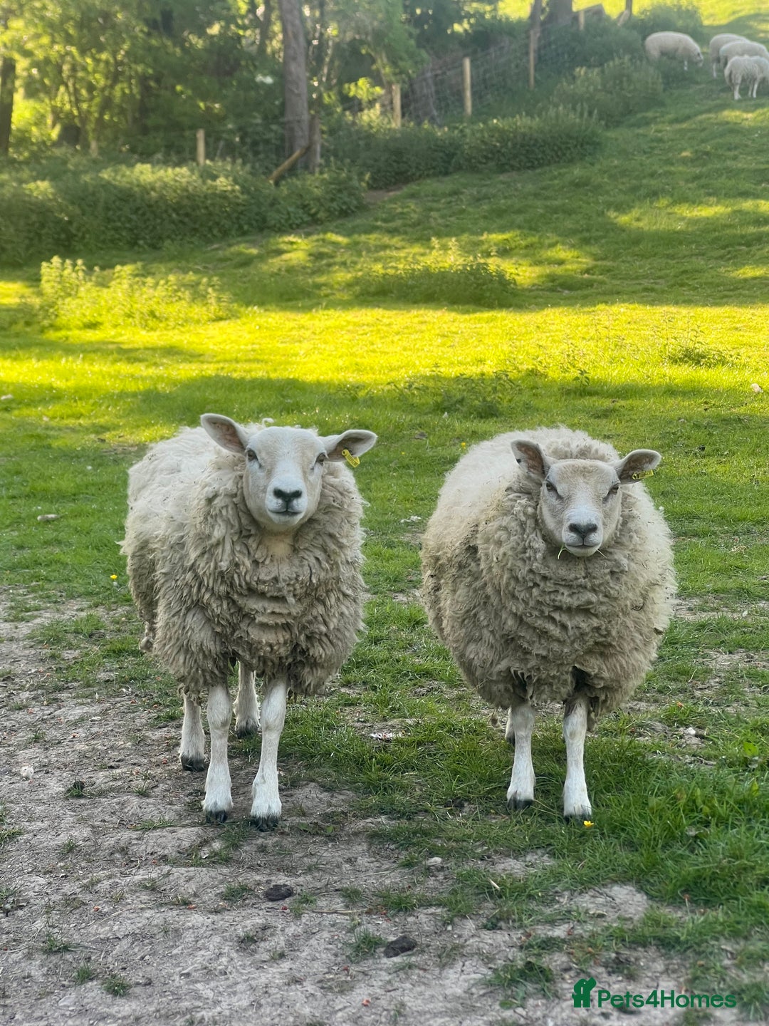 Gallery Image {{count}}