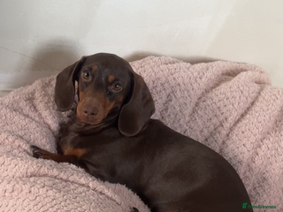 Miniature Dachshund dogs Mini dachshund kc registered - Advert 1
