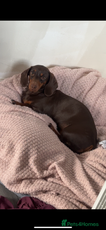 Miniature Dachshund dogs Mini dachshund kc registered - Advert 1