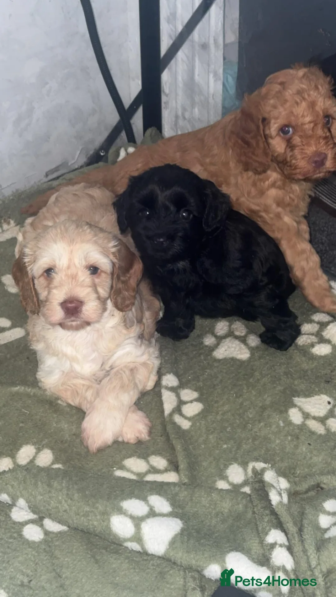 Cockapoo dogs for sale: Cockapoo - Advert 1