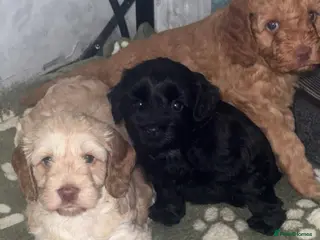 Cockapoo dogs Cockapoo - Advert 2