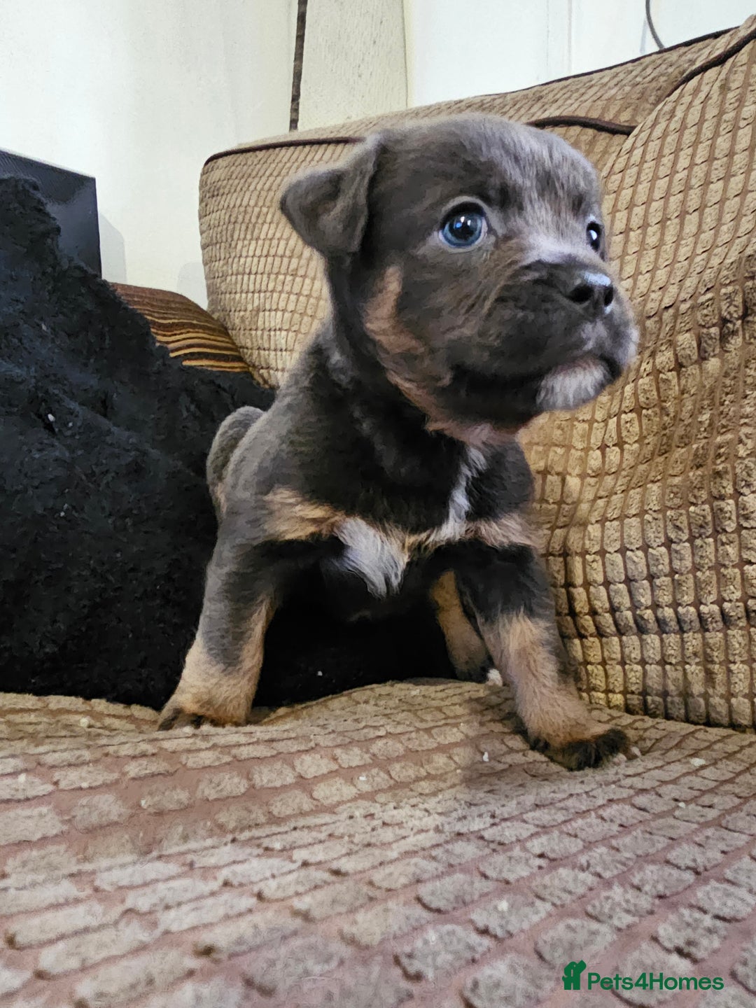 Mixed Breed dogs for sale: Staffy x bulldog  - Advert 2