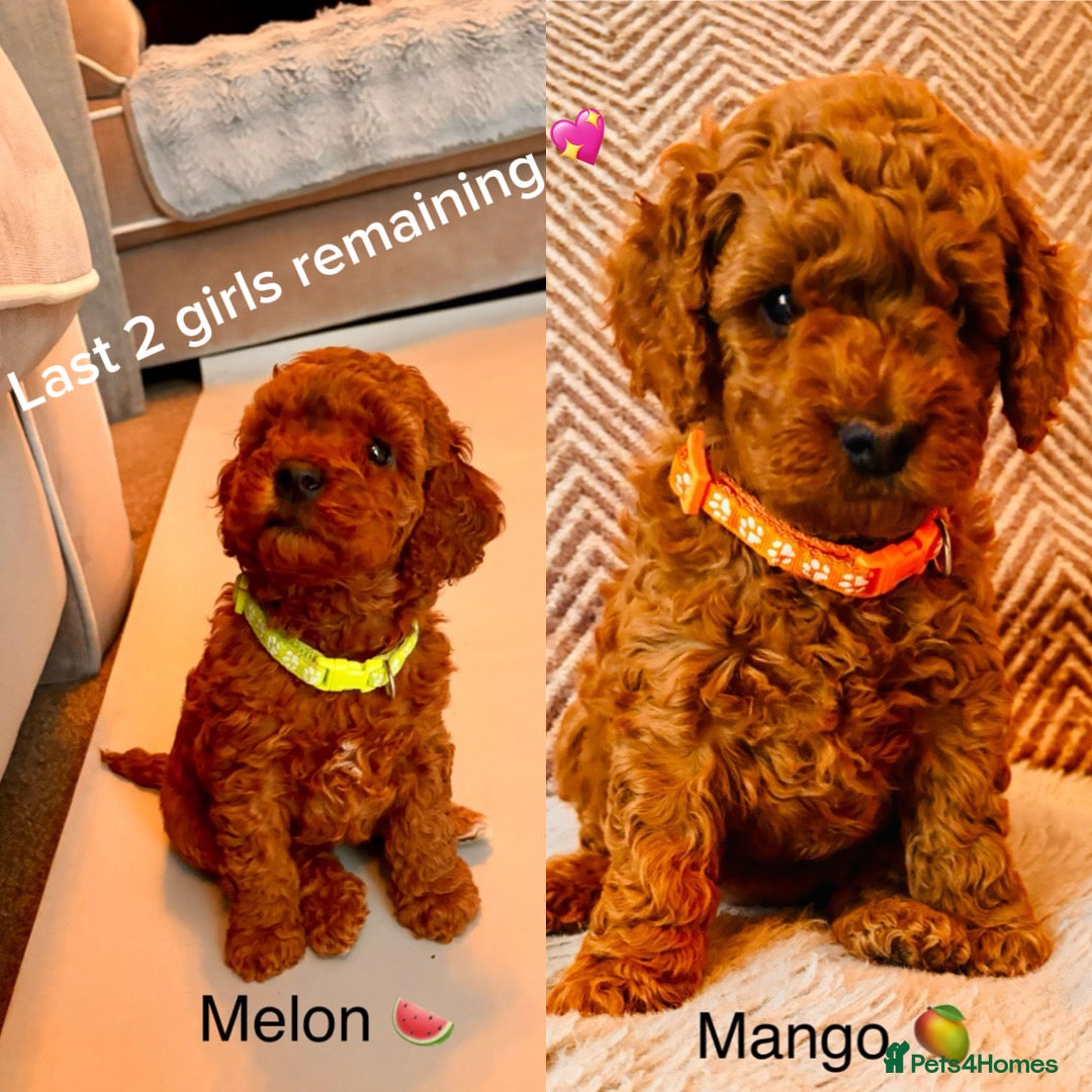 Cockapoo dogs 6 beautiful F1B cockapoo’s for sale  - Advert 1