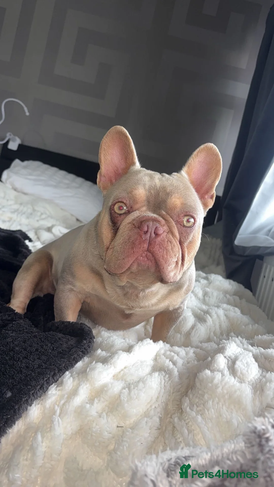 French Bulldog dogs for stud: Available Stud Dog in Thornton-Cleveleys - Advert 4