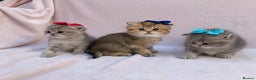 British Shorthair cats for sale: 💕Pedigree GCCF blue golden British shorthair - Advert 11