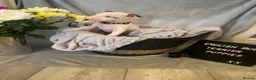 English Bull Terrier dogs for sale: 🐾✨ STUNNING ENGLISH BULL TERRIER PUPPIES ✨🐾 - Advert 32