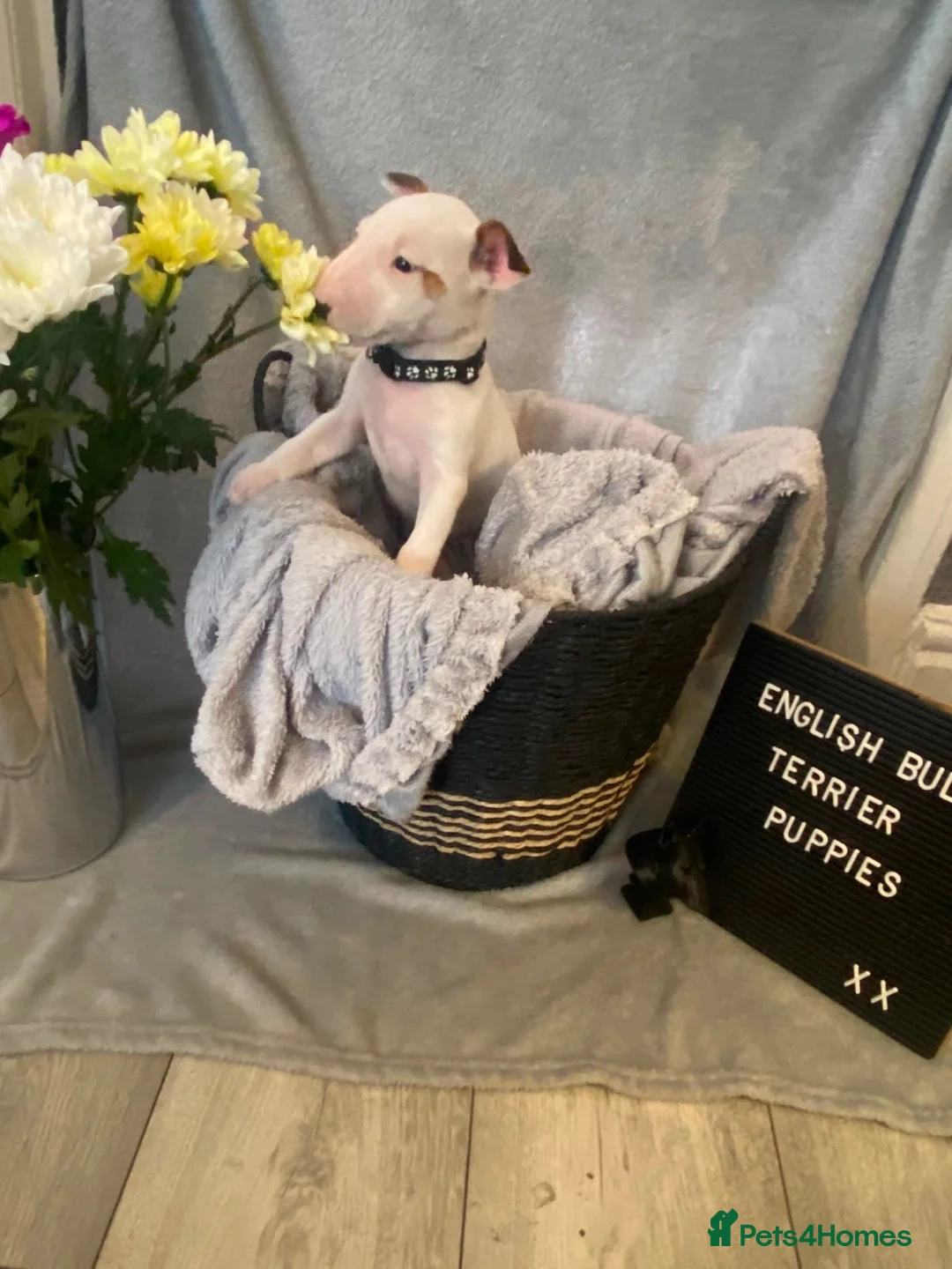 English Bull Terrier dogs for sale: 🐾✨ STUNNING ENGLISH BULL TERRIER PUPPIES ✨🐾 - Advert 32