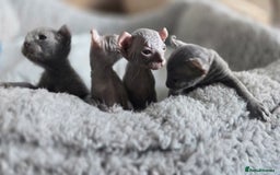 Sphynx cats for sale: Elf Sphynx Kittens  - Image 4
