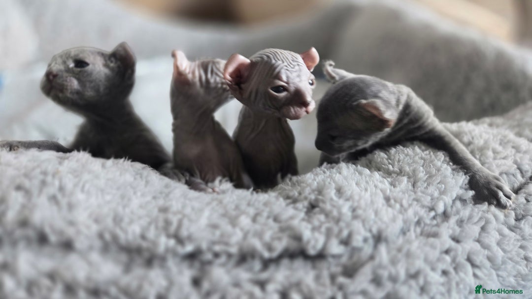 Sphynx cats for sale: Elf Sphynx Kittens  - Image 4