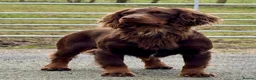 Cocker Spaniel dogs for sale: Working cocker spaniel puppies - all boys - Advert 8