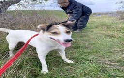 Mixed Breed dogs for adoption: Honour - Norwich Norfolk  - Advert 3