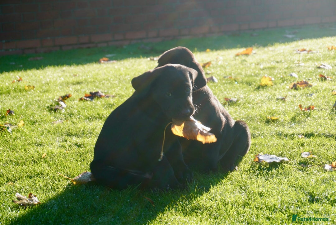 Labrador Retriever dogs for sale: Last Black Girl Available  - Advert 10