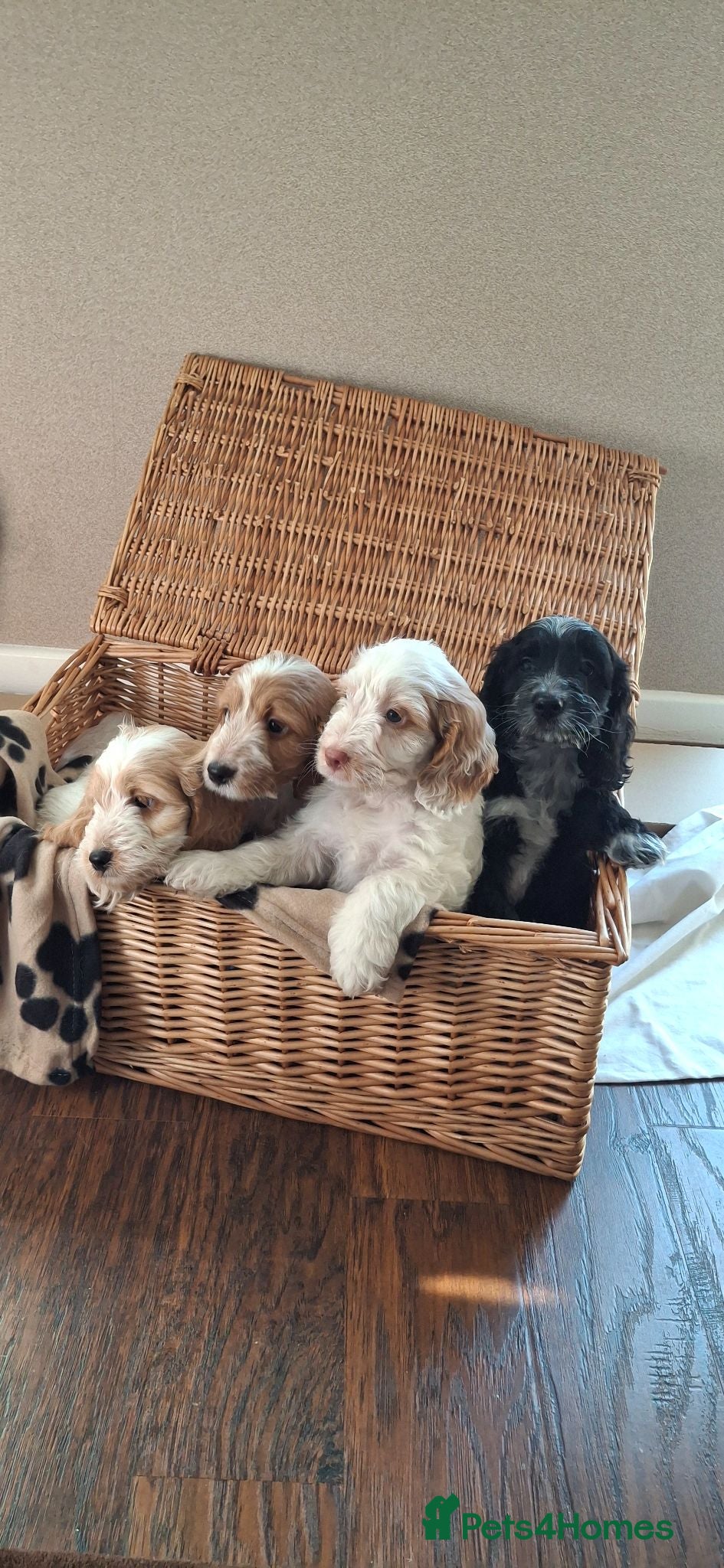Cockapoo dogs Cockerpoos - Advert 1