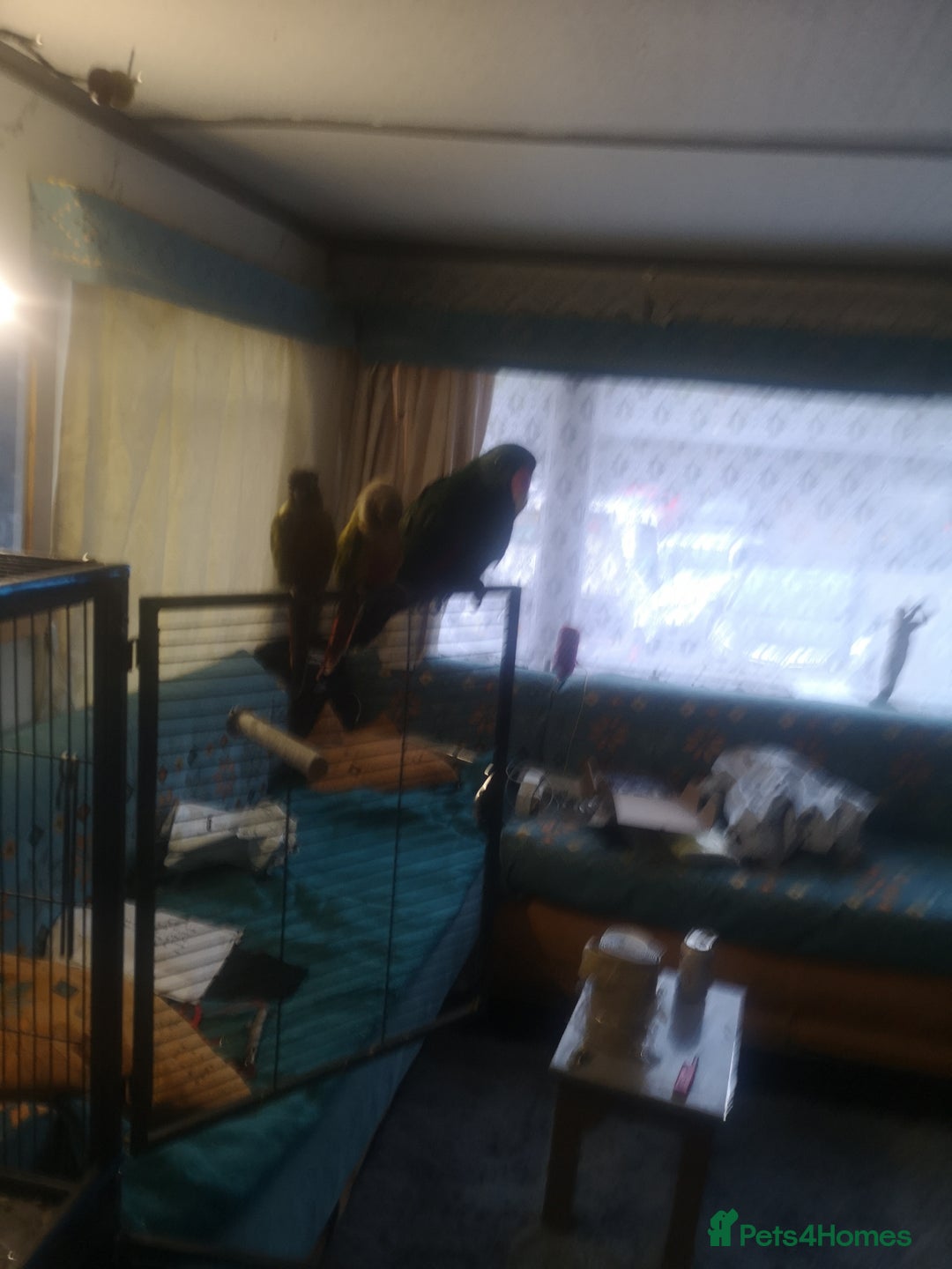 Conures birds for sale: 2 conures 1 silly tame 1semi tame  - Image 7