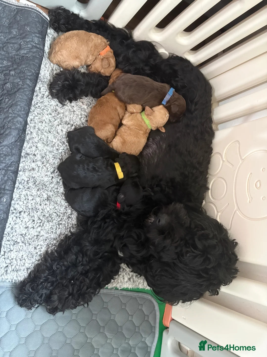 Cockapoo dogs for sale: READY TO LEAVE - 10 Week Old F1B Cockapoo Puppies - Advert 7