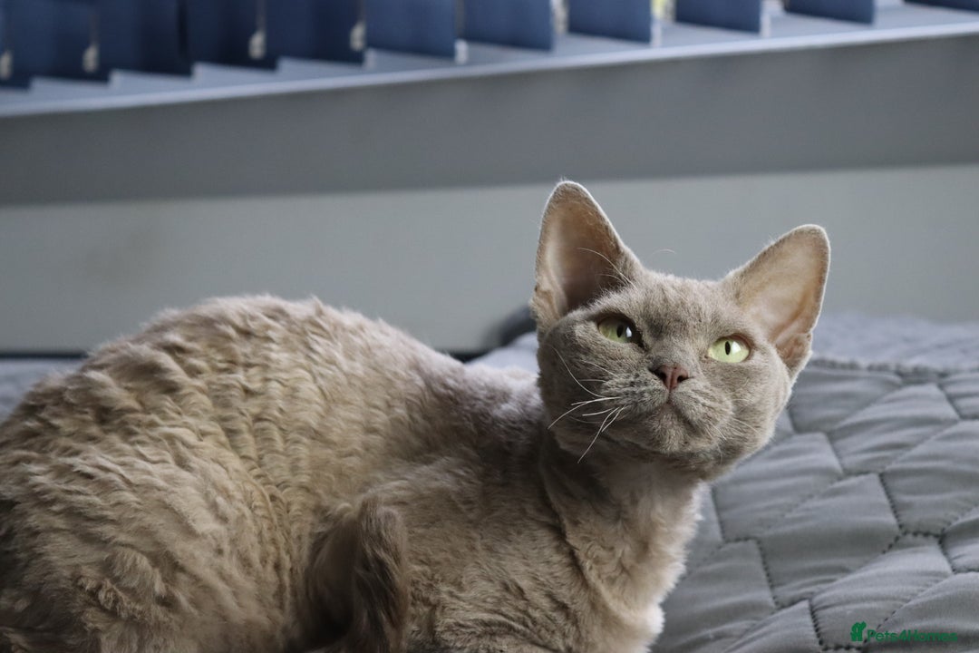 Devon Rex cats for sale: Devon Rex beautiful and healthy girl 2 years old  - Advert 5