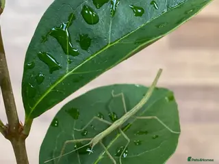 Stick Insects invertebrates Juvenile Indian Stick Insects - Advert 1