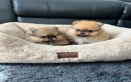 Pomeranian dogs for sale: 💎 Golden Colour Very Small Teddy Face 💎 - Image 5