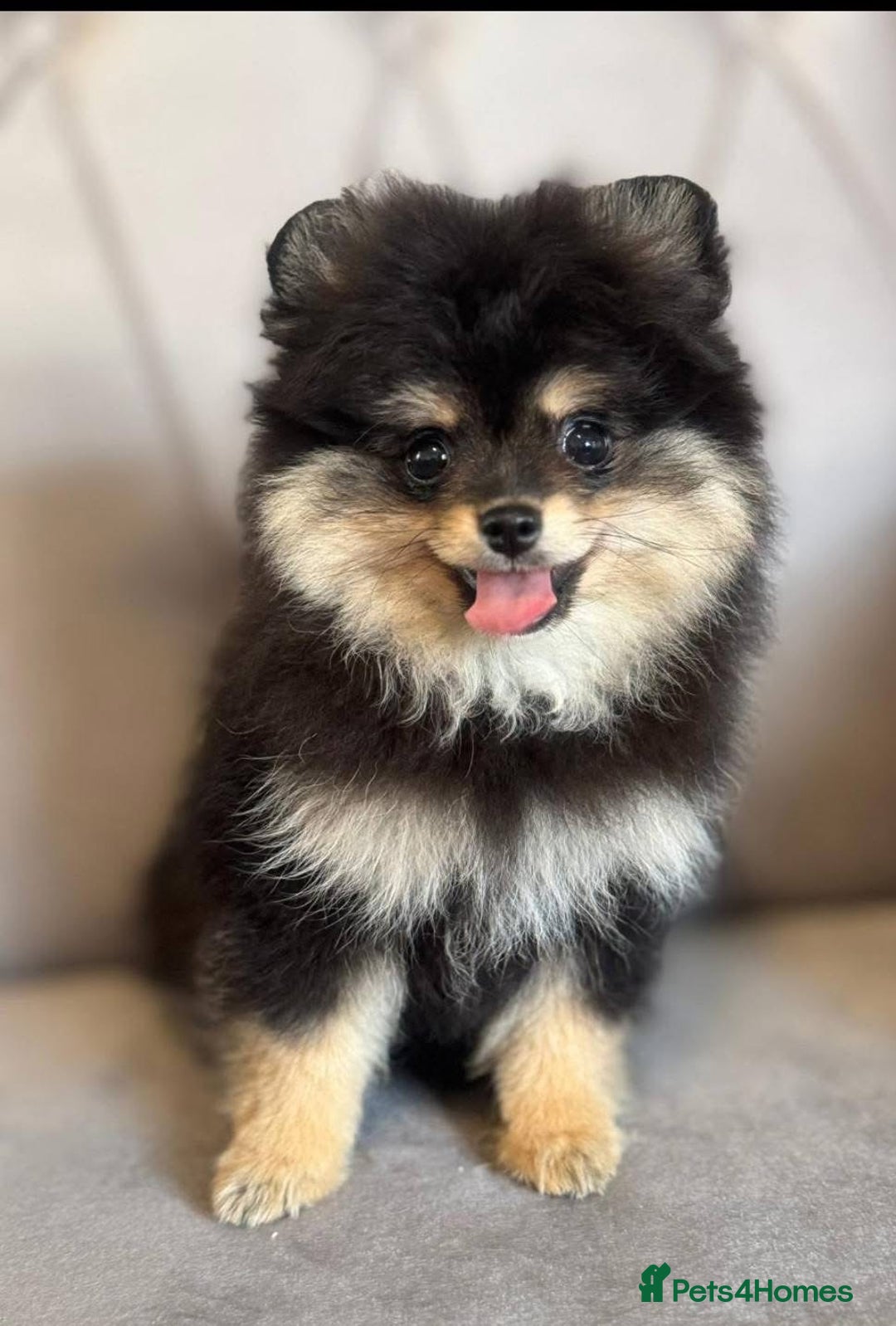 Pomeranian dogs for sale: Beautiful Pomeranian girls  - Image 5