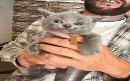 British Shorthair cats for sale: British Shorthair kittens  - Image 4