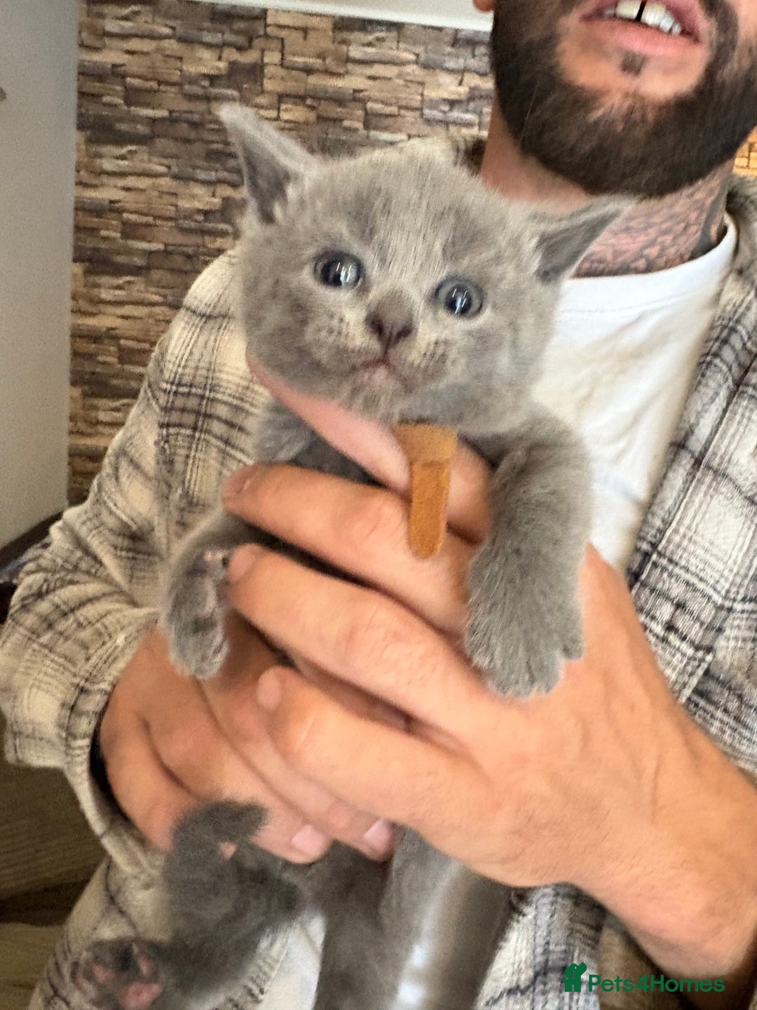 British Shorthair cats for sale: British Shorthair kittens  - Image 4