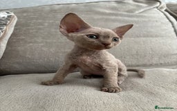 Devon Rex cats for sale: TICA Registered- Lilac Devon Rex Kittens - Image 20