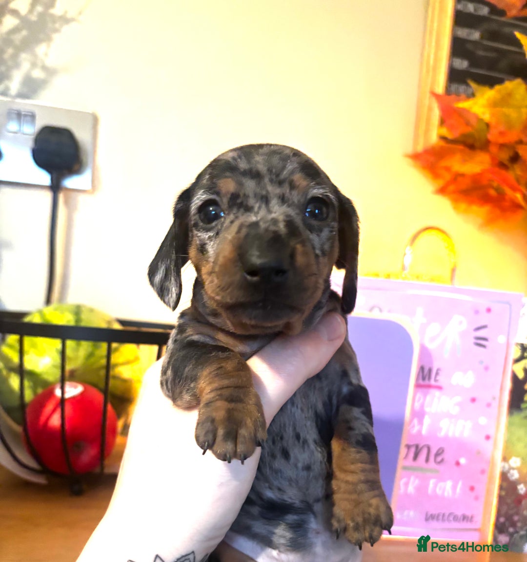 Miniature Dachshund dogs for sale: Beautiful miniature dachshunds  - Advert 2