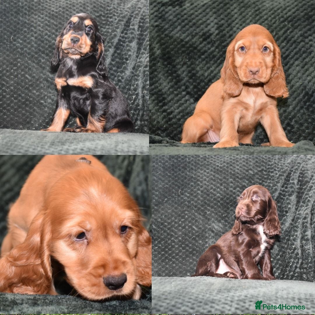 Cocker Spaniel dogs  Ready Now Kc Reg Show Type Cocker Spaniel - Advert 1